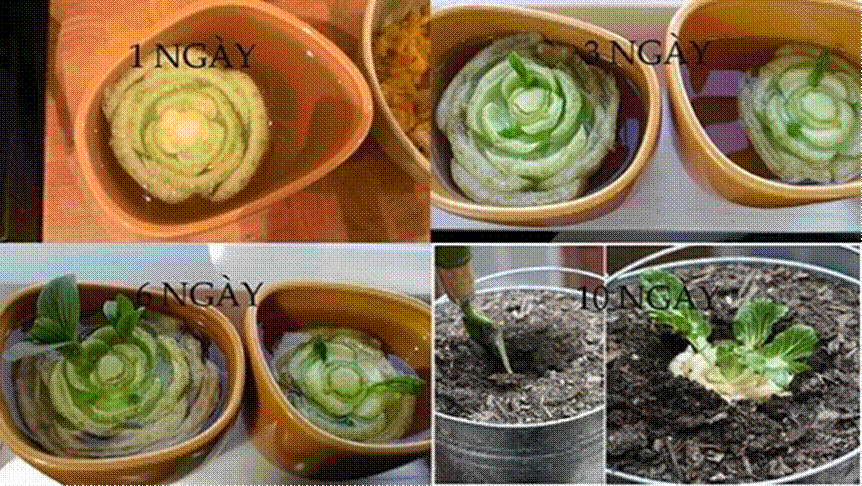 bí kíp trồng cải thìa