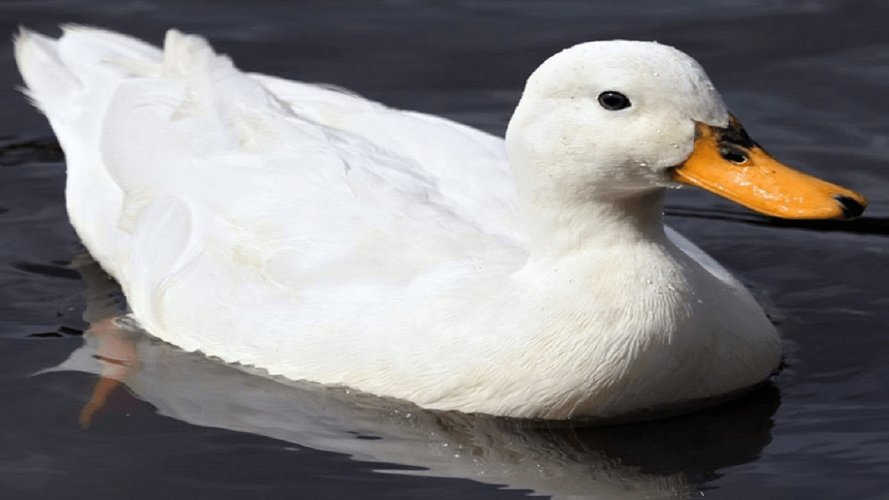 Những câu đố vui về loài vật cho bố mẹ cùng con thư giãn ngày cuối tuần