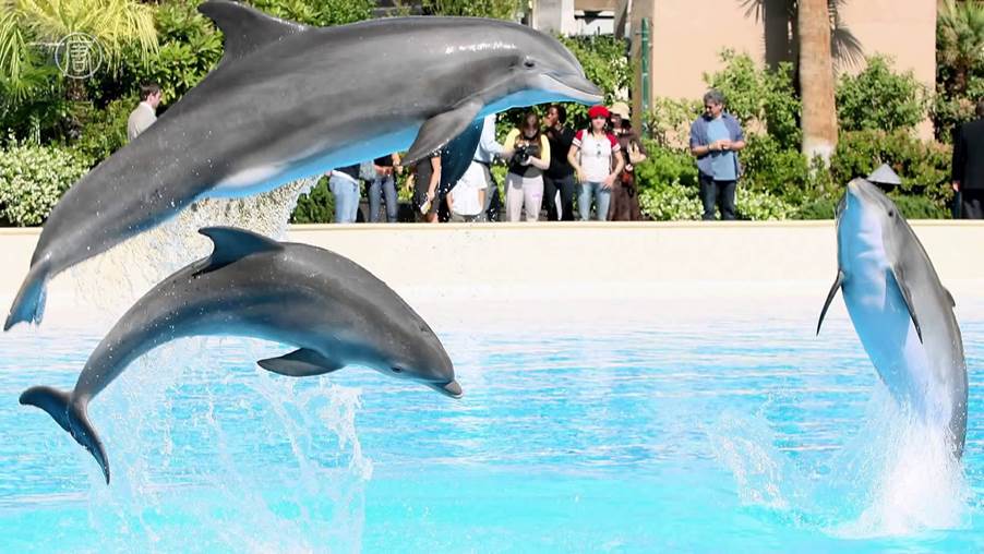 Những câu đố vui về loài vật cho bố mẹ cùng con thư giãn ngày cuối tuần