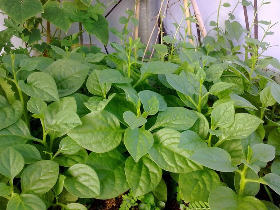 Mùa hè thích hợp cho trồng hạt giống rau nào?