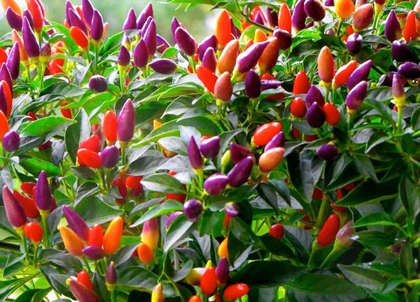 Mùa hè thích hợp cho trồng hạt giống rau nào?