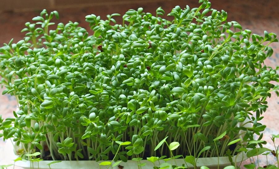 Mùa hè thích hợp cho trồng hạt giống rau nào?