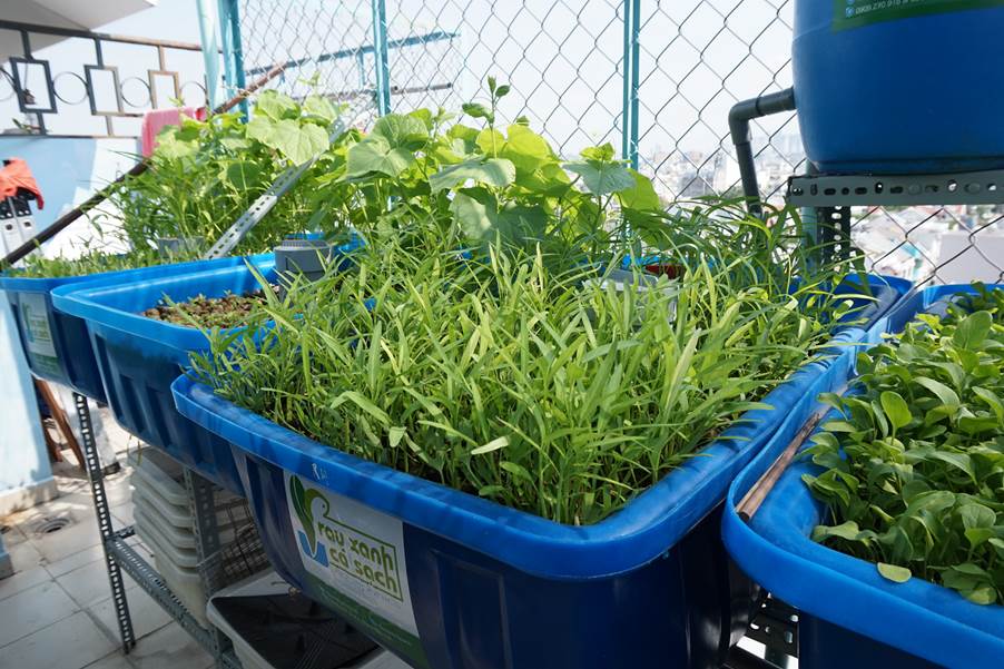 Mùa hè thích hợp cho trồng hạt giống rau nào?