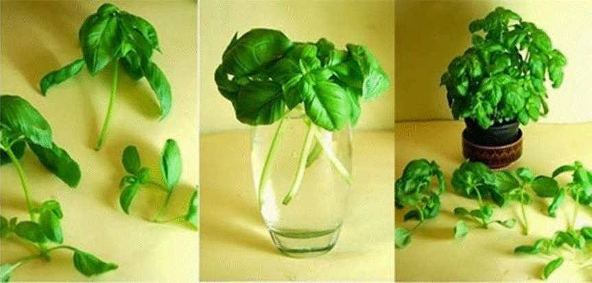 bí kíp trồng húng quế