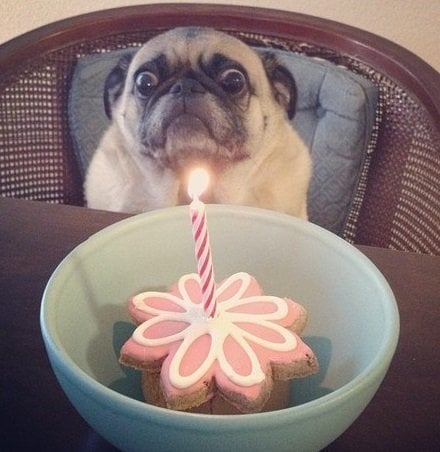 Những hình ảnh sinh nhật hài hước, vừa nhìn là đã bật cười