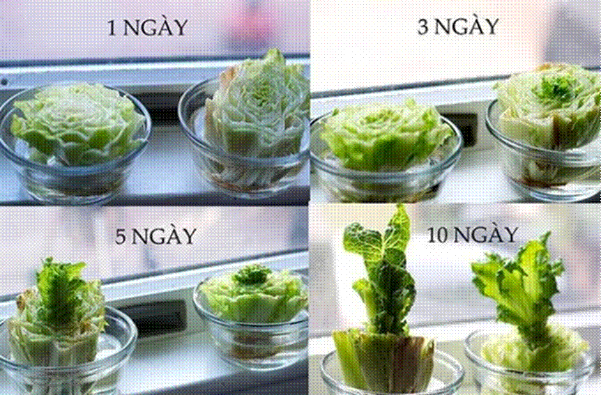 bí kíp trồng xà lách